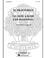 Lo How A Rose E'er Blooming
