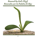 Renewed by Gods Word-Renovados por la palabra de Dios-Year A