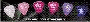 Picks--flat  Dunlop Delrin 500 - Dark Pink/.96mm - 72-pack