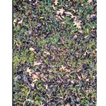 Hidden Amongst the Fallen Leaves