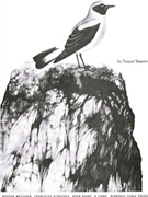 Catalogue Of Birds For Piano (volume 2) by Messiaen Olivier for Piano