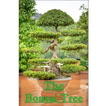 The Bonsai Tree