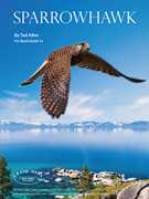 Sparrowhawk by Allen Ted for Concert Band