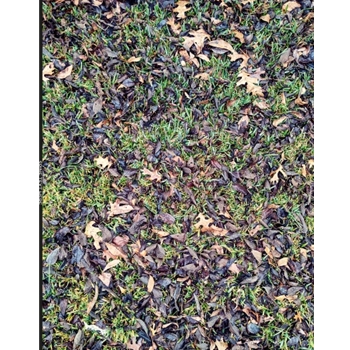 Hidden Amongst the Fallen Leaves